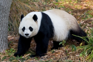 giant-panda-at-national-zoo