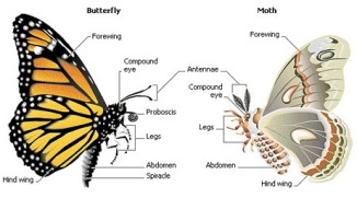 moth-butterfly-differences