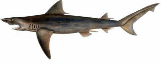 ganges-shark